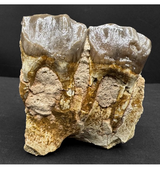 Running Rhino Partial Jaw with Teeth from the Early Oligocene, South Dakota, USA (SKU V8838):- Hyracodon nebraskensis