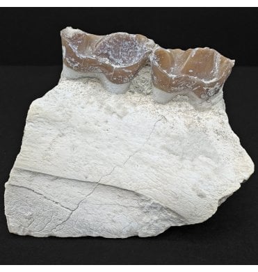 “Running Rhino” Tooth from the Early Oligocene of Wyoming, USA (SKU V8732):- Hyracodon nebraskensis