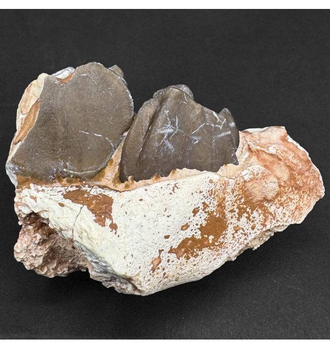 Running Rhino Tooth from the Early Oligocene, South Dakota, USA (SKU V8796):- Hyracodon nebraskensis