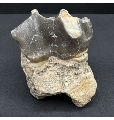 Running Rhino Tooth from the Oligocene Period, South Dakota, USA (SKU V8383):- Subhyracodon sp