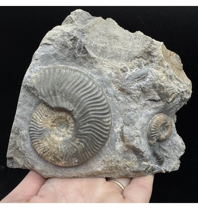 Scottish Aalenian, Middle Jurassic Ammonite Cluster from Isle of Skye, Scotland (SKU A3604):- Ludwigia cf. murchisonae