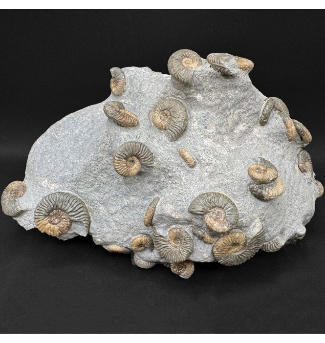 Scottish Aalenian, Middle Jurassic Ammonite Cluster from Isle of Skye, Scotland (SKU A5075):- Ludwigia cf. obtusiformis