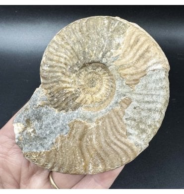 Scottish, Aalenian, Middle Jurassic Ammonite from Isle of Skye, Scotland (SKU A3513):- Ludwigia cf. obtusiformis
