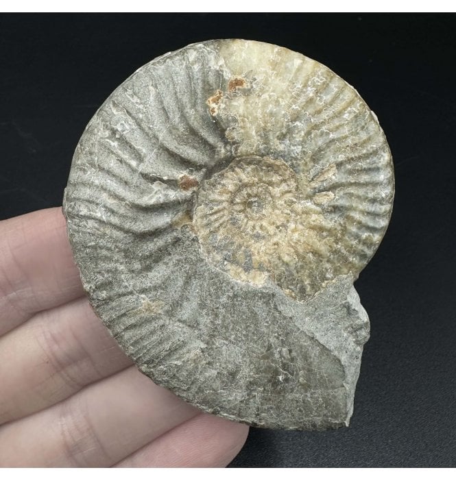 Scottish, Aalenian, Middle Jurassic Ammonite from Isle of Skye, Scotland (SKU A3514):- Ludwigia cf. obtusiformis