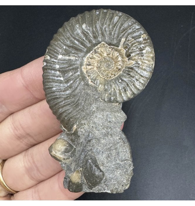 Scottish Aalenian, Middle Jurassic Ammonite from Isle of Skye, Scotland (SKU A3634):- Ludwigia cf. obtusiformis