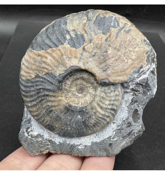 Scottish, Aalenian, Middle Jurassic Ammonite from Isle of Skye, Scotland (SKU A3640):- Ludwigia cf. obtusiformis