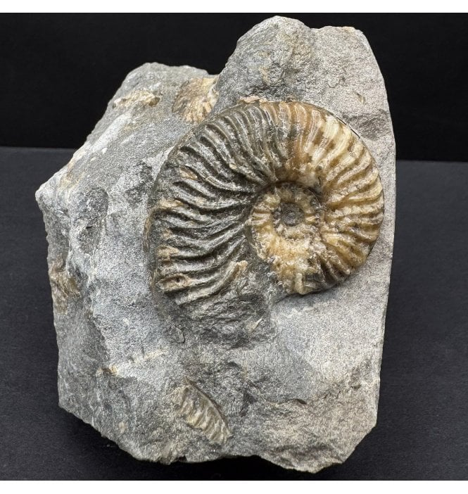 Scottish Aalenian, Middle Jurassic Ammonite from Isle of Skye, Scotland (SKU A4552):- Ludwigia obtusiformis