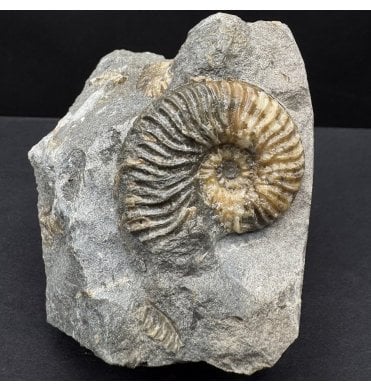 Scottish Aalenian, Middle Jurassic Ammonite from Isle of Skye, Scotland (SKU A4552):- Ludwigia obtusiformis