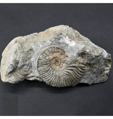 Scottish Aalenian, Middle Jurassic Ammonite from Isle of Skye, Scotland (SKU A4553):- Ludwigia obtusiformis