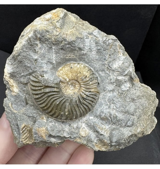 Scottish Aalenian, Middle Jurassic Ammonite from Isle of Skye, Scotland (SKU A4560):- Ludwigia obtusiformis