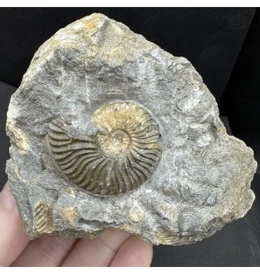 Scottish Aalenian, Middle Jurassic Ammonite from Isle of Skye, Scotland (SKU A4560):- Ludwigia obtusiformis