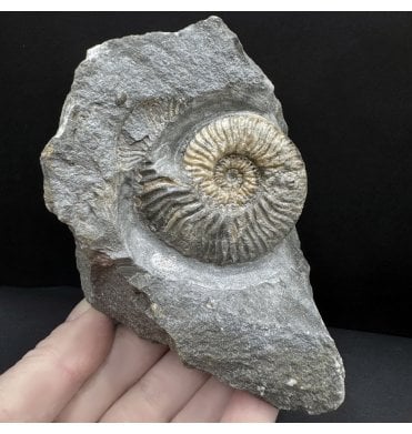 Scottish, Aalenian, Middle Jurassic Ammonite from Isle of Skye, Scotland (SKU A4609):- Ludwigia cf. obtusiformis