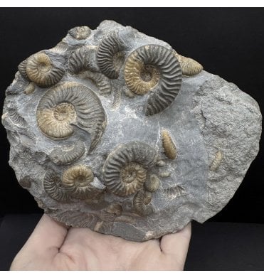 Scottish, Aalenian, Middle Jurassic Ammonite from Isle of Skye, Scotland (SKU A4610):- Ludwigia cf. obtusiformis
