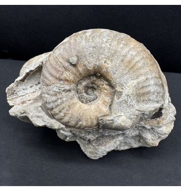 Scottish Bajocian Middle Jurassic Ammonite from Isle of Skye, Scotland (SKU A4537):- Sonninia cf. propinquans