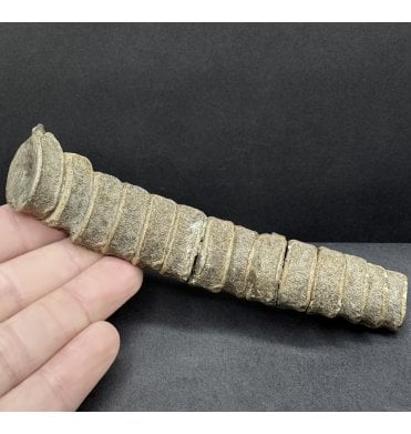 Set of 14 Lower Lias, Lower Jurassic Ichthyosaur Tail Vertebrae from Charmouth, Dorset, England (SKU V8439) AW52