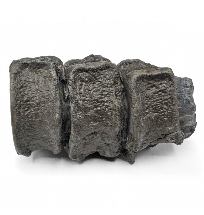 Set of 3 Lower Lias, Lower Jurassic Ichthyosaur Tail Vertebrae from Charmouth, Dorset, England (SKU V8610)