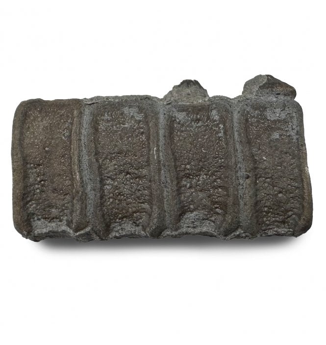 Set of 4 Lower Lias, Lower Jurassic Ichthyosaur Tail Vertebrae from Charmouth, Dorset, England (SKU V8609)