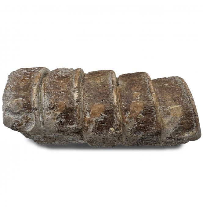 Set of 5 Lower Lias, Lower Jurassic Ichthyosaur Vertebrae from Charmouth, Dorset, England (SKU V8608)
