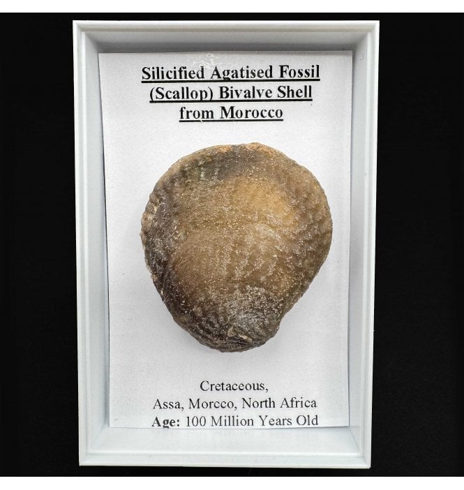 Silicified Agatised Fossil (Scallop) Bivalve Shell from Morocco (SKU G72)