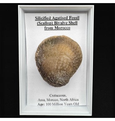 Silicified Agatised Fossil (Scallop) Bivalve Shell from Morocco (SKU G72)