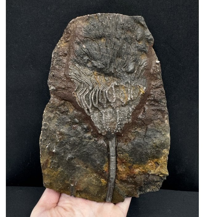 Silurian Camerate Crinoid from Morocco (SKU OF2975):- Scyphocrinites sp. aff. elegans