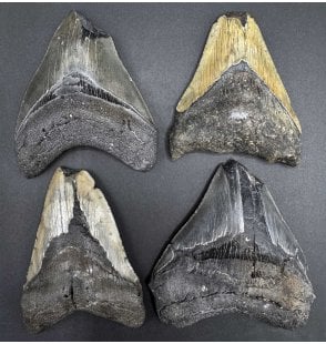 Single Cheap 3/4 Damaged Megalodon (Extinct Giant Shark) Teeth from the Miocene, South Carolina, USA (SKU G26):- Otodus (Carcharocles) megalodon