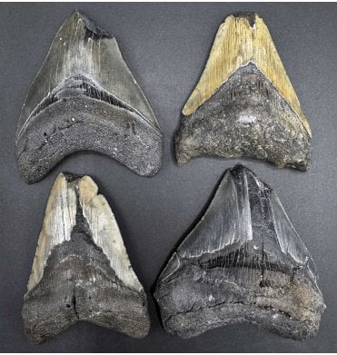 Single Cheap 3/4 Damaged Megalodon (Extinct Giant Shark) Teeth from the Miocene, South Carolina, USA (SKU G26):- Otodus (Carcharocles) megalodon