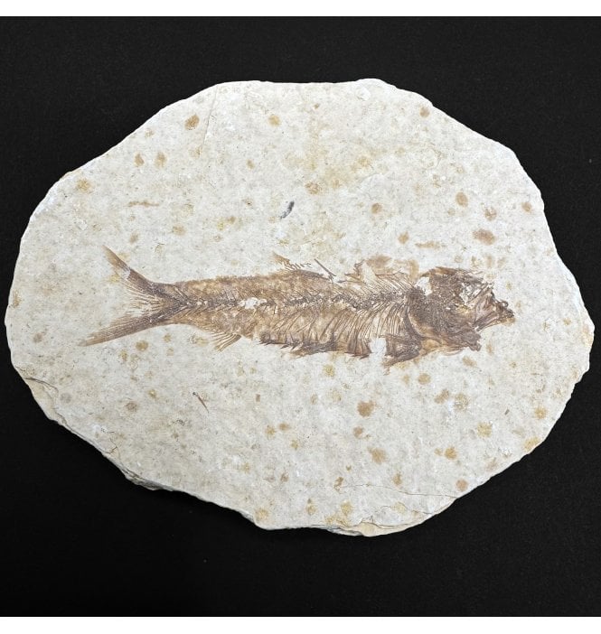 Small Eocene Mini Fossil Fish (SKU G4):- Knightia eocaena