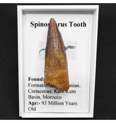 Small Genuine Spinosaurus Dinosaur Tooth from Kem Kem Beds, Morocco (SKU G25):- Spinosaurus sp. indet.
