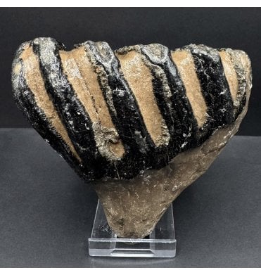 Southern Mammoth Tooth from Hungary, Europe (SKU V8388):- Mammuthus meridionalis