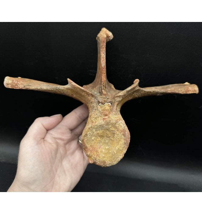 Spectacular Cretaceous ‘Super Croc’ Crocodile Dorsal Vertebra from Morocco (SKU V6337):- Elosuchus cherifiensis