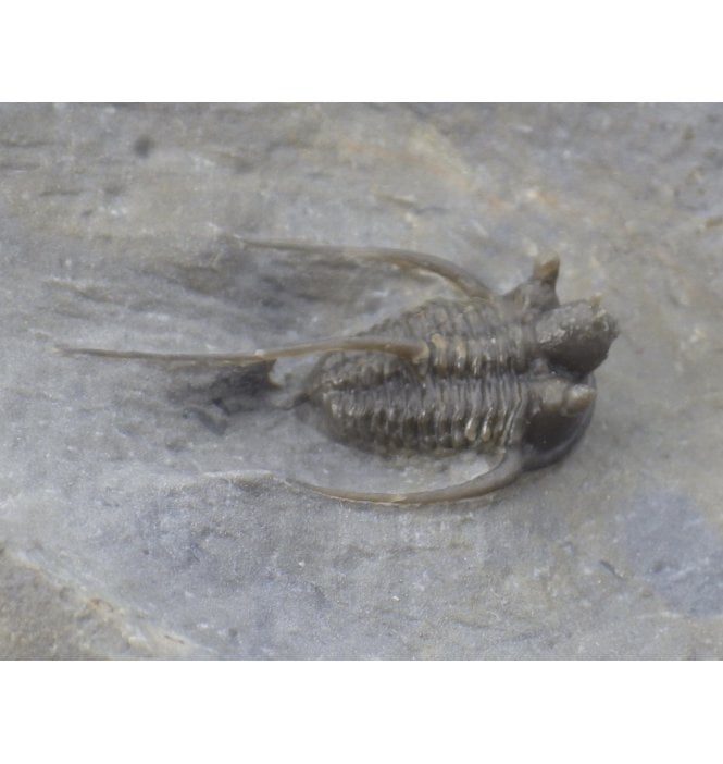 Spiny Lower Devonian Trilobite from Jorf, Morocco, North Africa (SKU T0220):- Cyphaspis cf eximia
