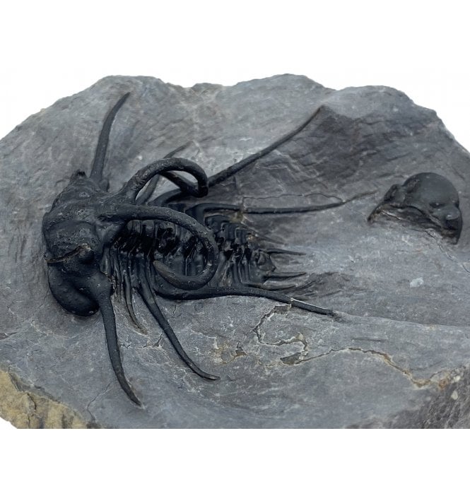 Spiny Lower Devonian Trilobite from Morocco (SKU T1031):- Dicranurus monstrosus