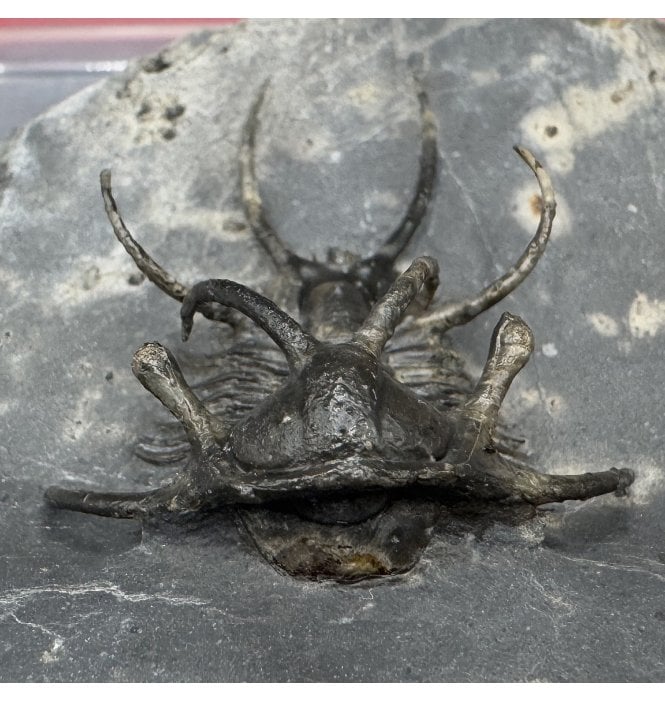 Spiny Lower Devonian Trilobite from Morocco (SKU T1336):- Ceratarges armatus