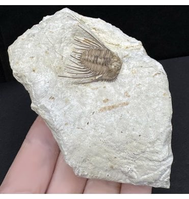 Spiny Lower Devonian Trilobite from Oklahoma, USA (SKU T1426):- Kettneraspis williamsi
