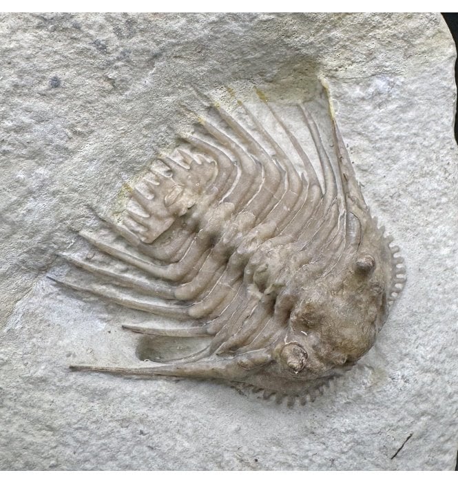 Spiny Lower Devonian Trilobite from Oklahoma, USA (SKU T1436):- Kettneraspis williamsi
