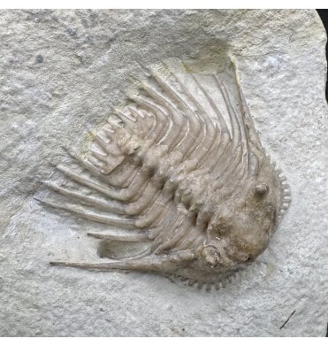 Spiny Lower Devonian Trilobite from Oklahoma, USA (SKU T1436):- Kettneraspis williamsi
