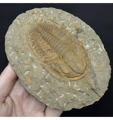 Spiny Middle Cambrian Trilobite from Morocco (SKU T1588):- Hamatolenus (Hamatolenus) vincenti
