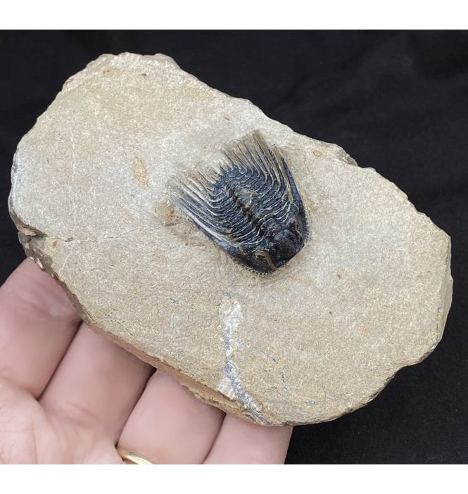 Spiny Middle Devonian Moroccan Trilobite from Morocco (SKU T0855):- Kettneraspis (Leonaspis) williamsii