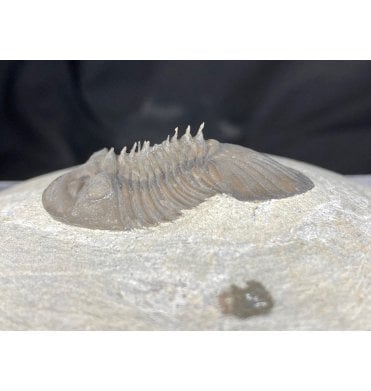 Spiny Scutellid Devonian Trilobite from Morocco (SKU T0549):- Scabriscutellum lahceni