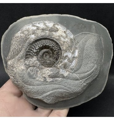 Squid Sculptured British Lower Jurassic, Upper Lias Ammonite from Whitby, North Yorkshire, England (SKU A5083):- Hildoceras lusitanicum