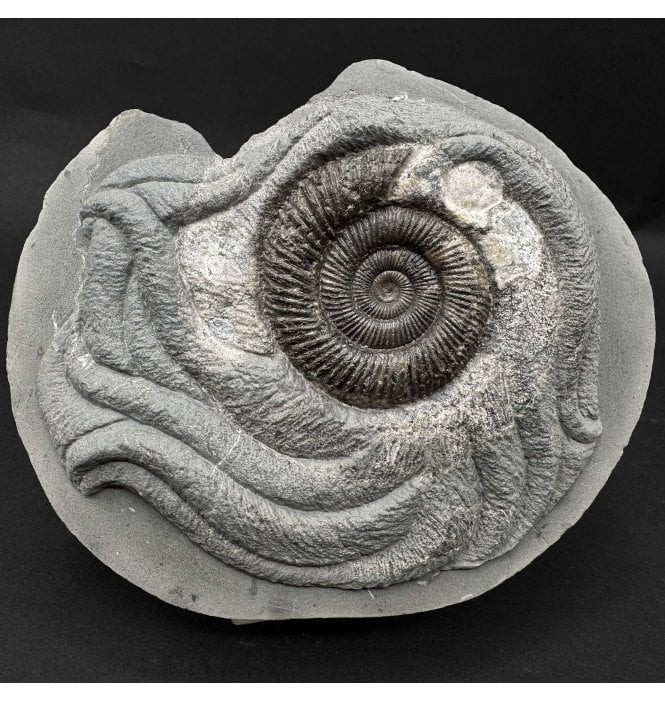 Squid Sculptured British Lower Jurassic, Upper Lias Ammonite from Whitby, North Yorkshire, England (SKU A5084):- Peronoceras turriculatum