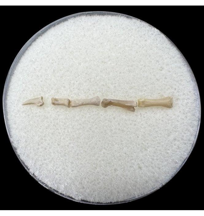 Squirrel Like Mammal Toe from South Dakota, USA (SKU V8703):- Ischyromys typus