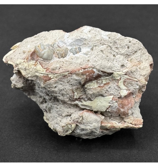 Squirrel Upper Skull Section from South Dakota, USA (SKU V8574):- Ischyromys typus