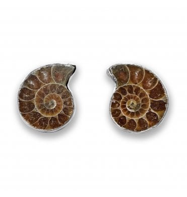 Sterling Silver Ammonite Stud Earrings (SKU FOSSJ-121)