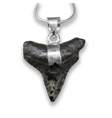 Sterling Silver Shark Tooth Pendant Necklace (SKU FOSSJ-123)