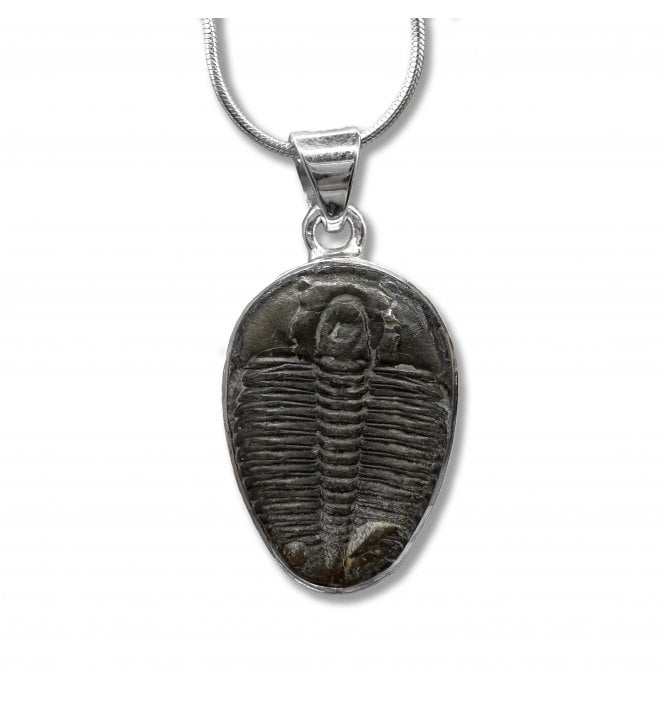 Fossils For Sale | Fossils-UK.com | Sterling Silver Trilobite Pendant ...