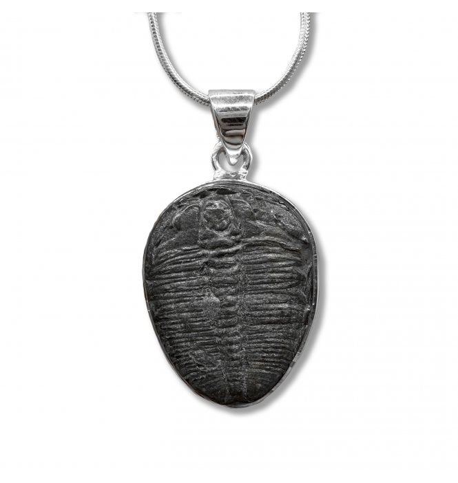 Sterling Silver Trilobite Pendant Necklace (SKU FOSSJ-104)