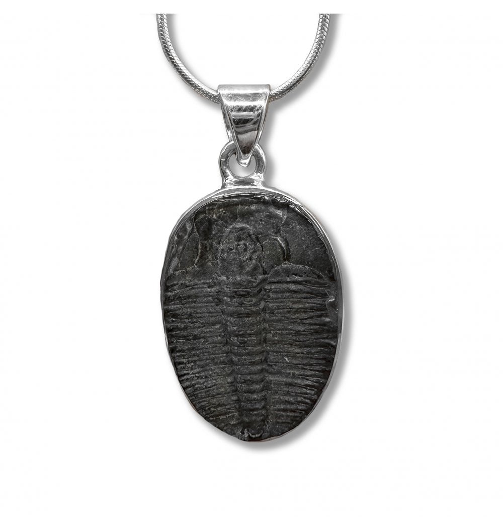 Fossils For Sale | Fossils-UK.com | Sterling Silver Trilobite Pendant ...