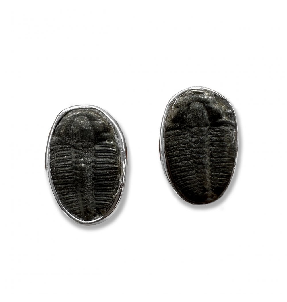 Fossils For Sale | Fossils-UK.com | Sterling Silver Trilobite Stud Earrings